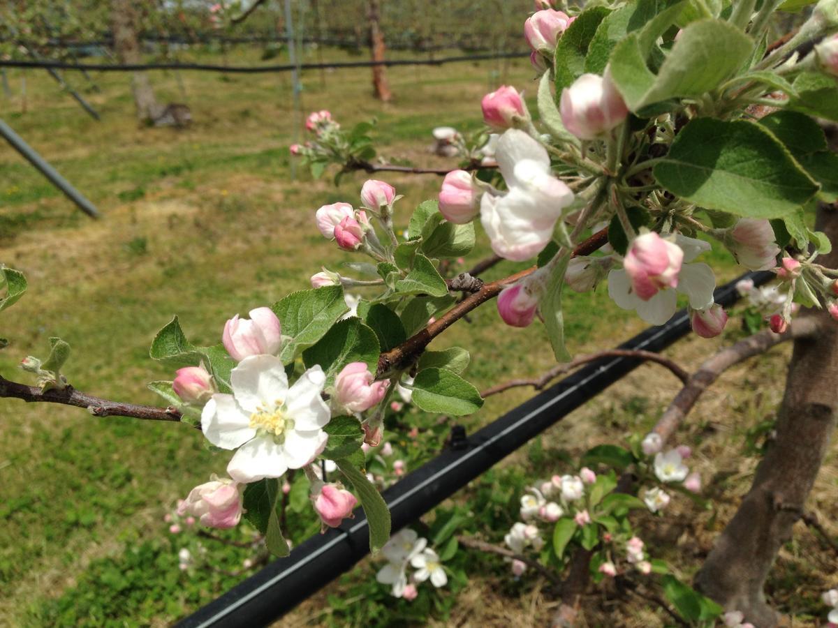 Shinshu Yokoya Farm Appartement Matsumoto Buitenkant foto